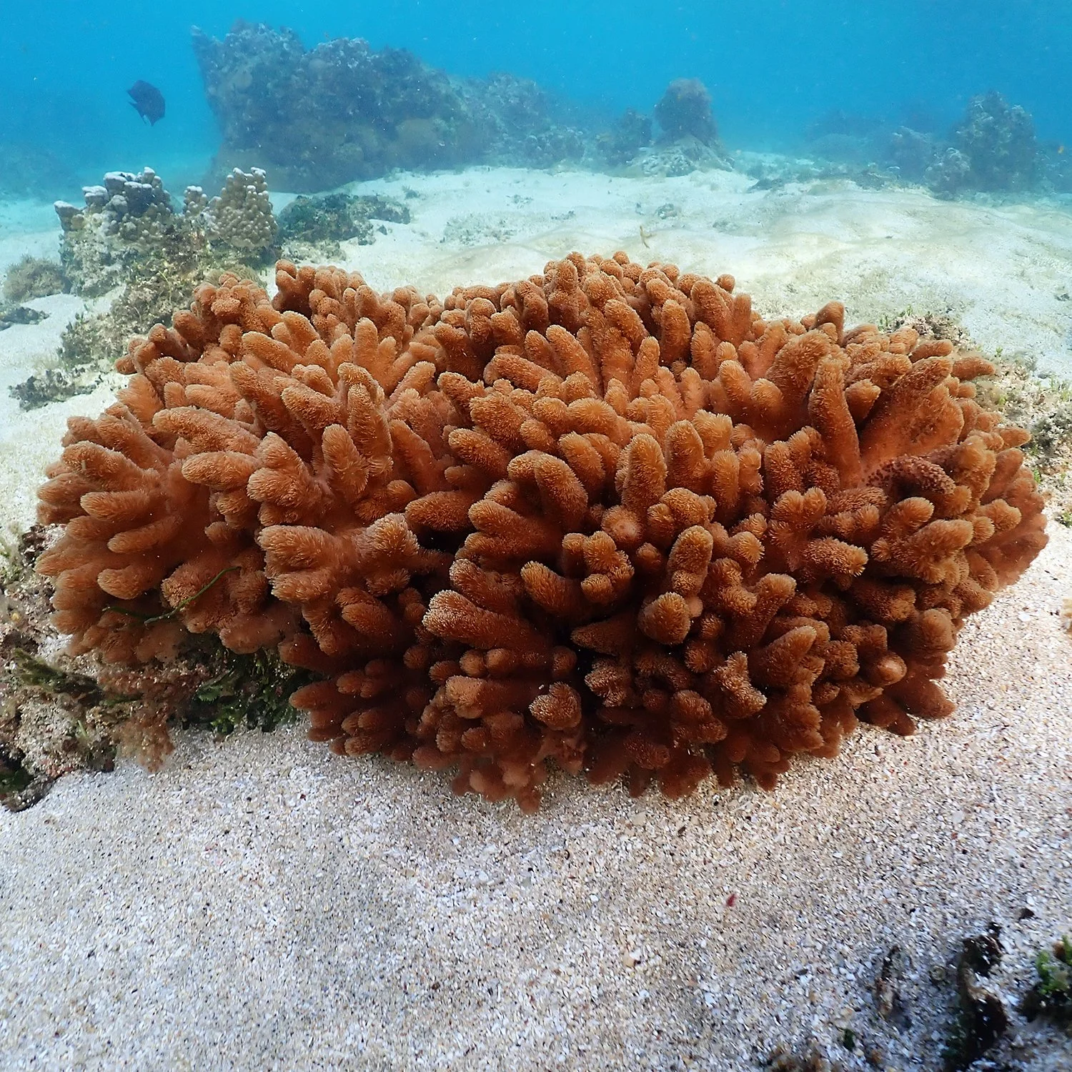 Norfolk Island's Coral